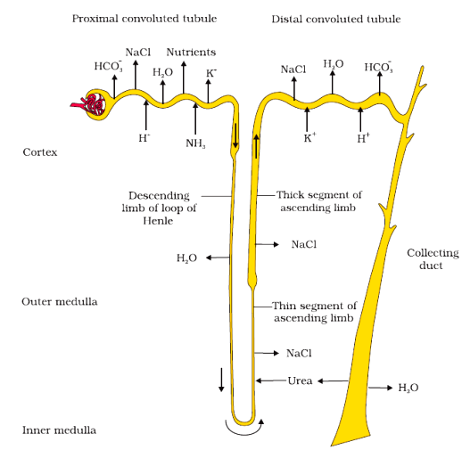 Single renal tubule